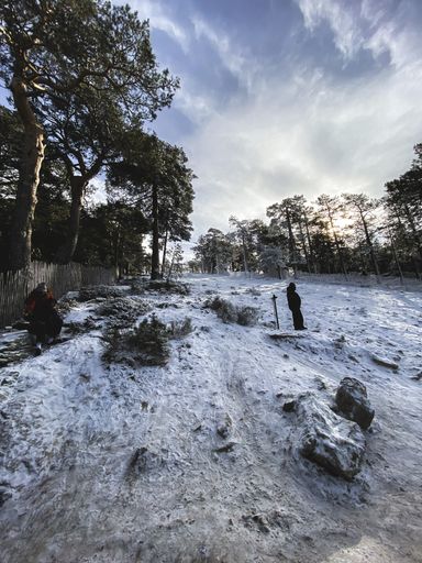 A vertical shot of a forest landscape partially covered with snow