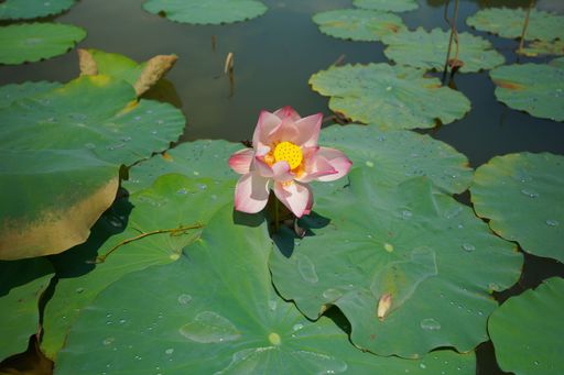 A beautiful pink lotus flower with a vibrant yellow center surrounded by delicate water lilies in a tranquil pond