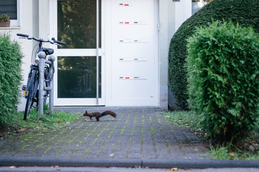 A squirrel hops on the ground in front of the houses in the city, looking for food. It jumps and climbs from tree to tree.