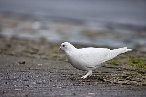 A pigeon standing on the ground