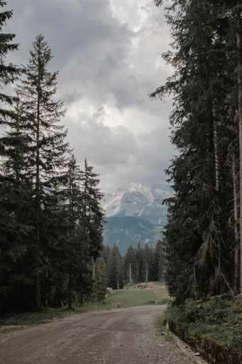 A vertical shot of a trail through a forest with snowy mountains and clouds in the background