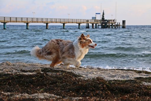 A beautiful Australian shepherd running on the sand at the beach on a summer day