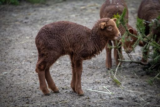 A closeup of lambs in the wild park of Bad Mergentheim in Germany