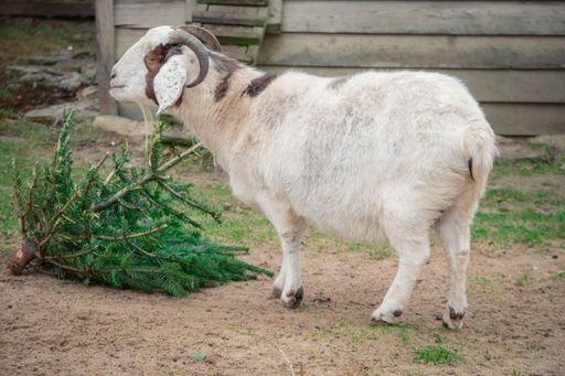 A closeup of a white goat in the wild park of Bad Mergentheim in Germany