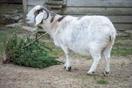 A closeup of a white goat in the wild park of Bad Mergentheim in Germany