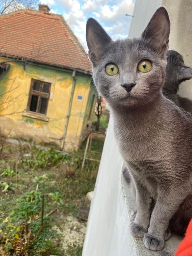 A vertical shot of a gray kitten looking to the camera from a house window