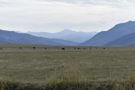 A scenic view of cattle grazing on a field against a mountain range