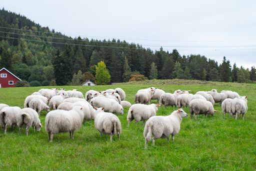 A herd of sheep grazing on the pasture during daytime