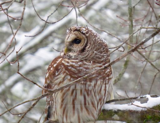 A closeup shot of a single barred owl standing on the tree branch covered by snow.
