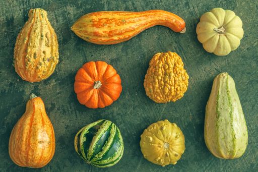 A top view of the winter squash with different species of pumpkins put on the green surface