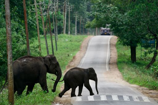 A pair of elephants crossing an asphalt road through a forest