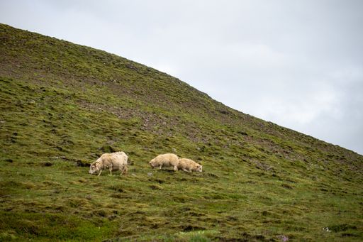 A herd of sheep grazing on the pasture during daytime