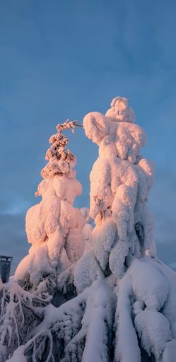 Pink lit snow covered tree in Lapland, Finland