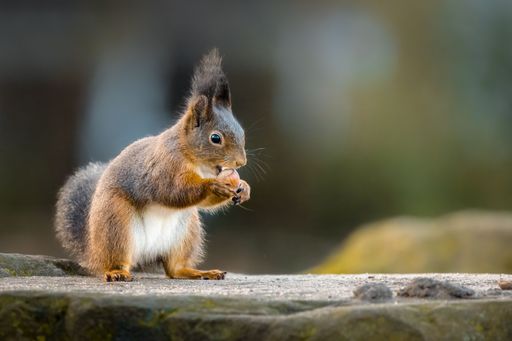 A cute red-brown squirrel perched atop a stone while enjoying a freshly harvested walnut