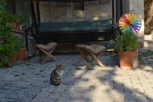 An image of a small single grey cat on the street of Cappadocia, Turkey.