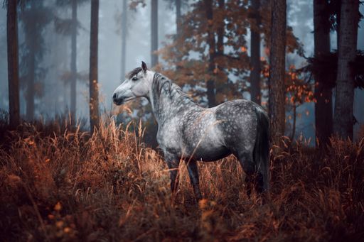 A moody autumn with a grey dapple Andalusian horse in the woods. Spanish horse posing
