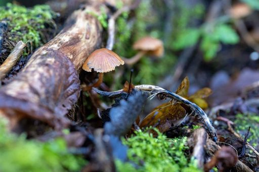 A macro photo of a small mushroom living on some dead wood in a UK forest