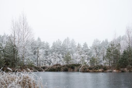 A mesmerizing view of a winter forest with pine trees covered with frost on a foggy day in Norway