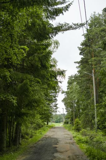A narrow pathway in a forest surrounded by a lot of tall trees
