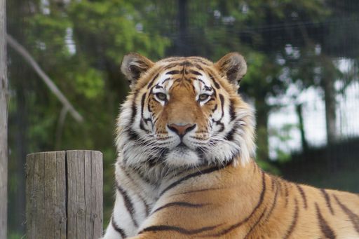A closeup of a beautiful big wild Tiger sitting in a cage at the zoo