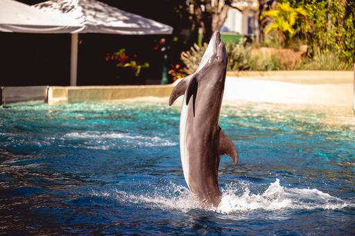 A beautiful shot of a dolphin jumping out of the water at Seaworld in Orlando, Florida