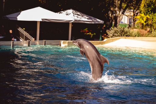 A beautiful shot of a dolphin jumping out of the water at Seaworld in Orlando, Florida