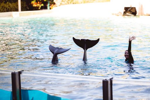 A view of the dolphin show at Seaworld in Orlando, Florida