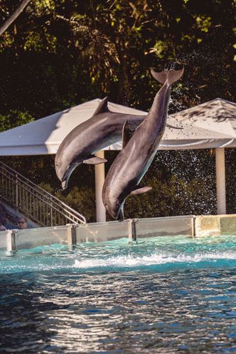 A vertical shot of trained dolphins doing tricks at a zoo