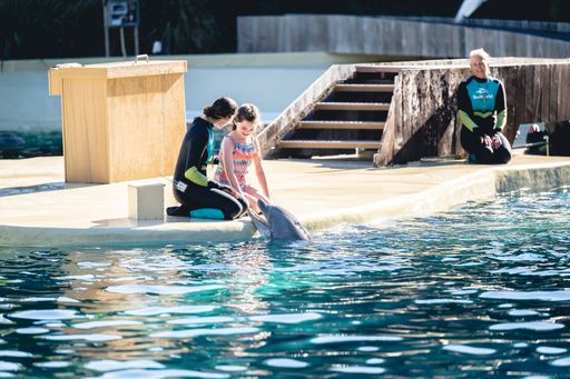 A girl with a trainer playing with a dolphin at Seaworld in Orlando, Florida