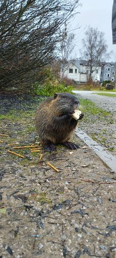 A closeup of a cute small Beaver eating a piece of bread
