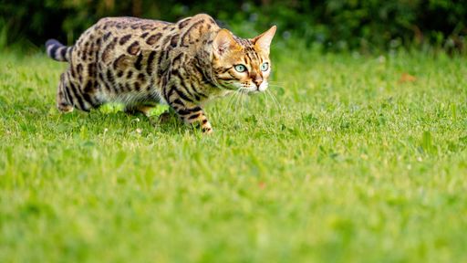 A low angle shot of a majestic Bengal walking around in green grass