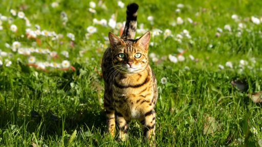 A shot of a majestic Bengal walking around in green grass