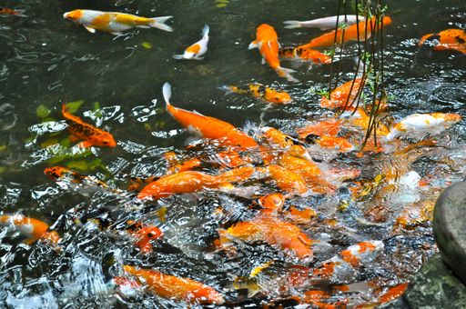 A closeup shot of a koi fish pond with koi fish swimming around