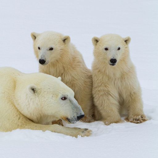 A closeup shot of a polar bears walking on the snow