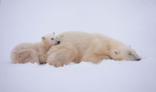 A closeup shot of a polar bears lying on the snow