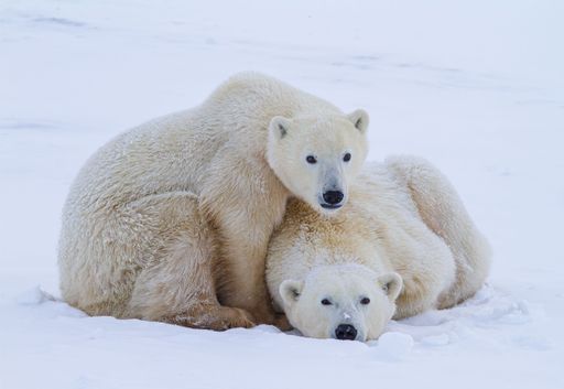 A closeup shot of a polar bears lying on the snow