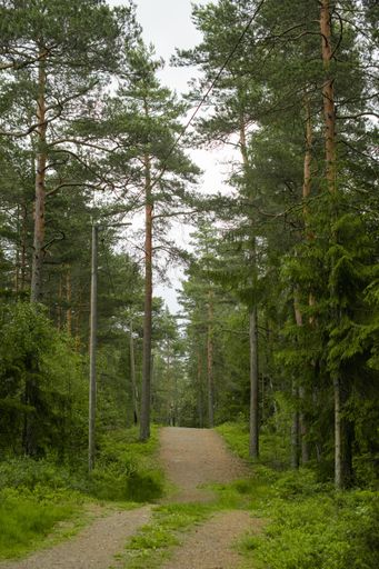 A vertical shot of a narrow pathway in a forest surrounded by a lot of tall trees