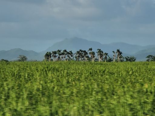 A scenic view of a vast green agricultural field in a rural area on a sunny day