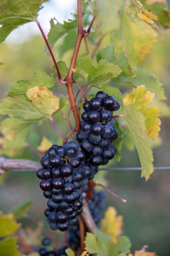 A vertical shot of fresh ripe grapes on the vines in the vineyard