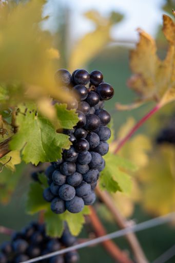 A vertical shot of fresh ripe grapes on the vines in the vineyard