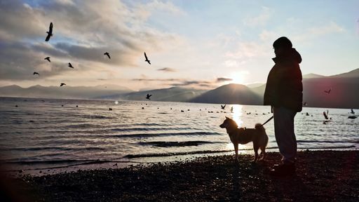 The silhouette of a person walking a dog by the lake with flying seagulls.