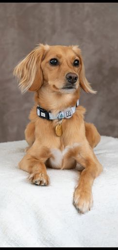 A close-up shot of a cute Cocker spaniel sitting on a white blanket