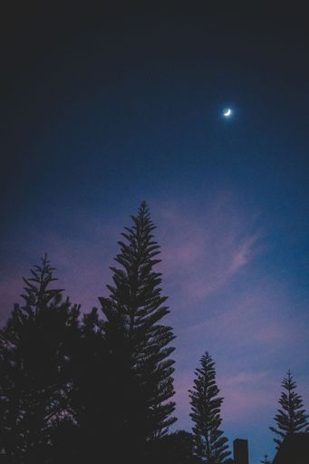 A beautiful view of a night sky with crescent moon over trees