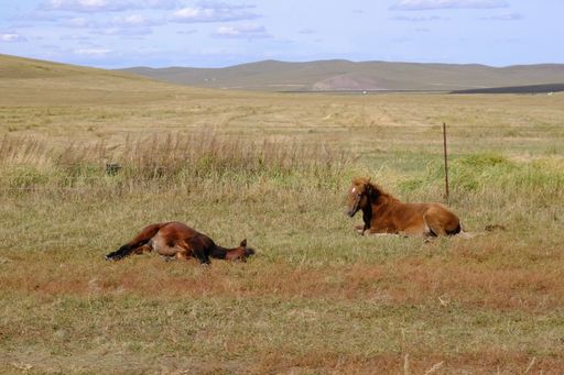 A beautiful view of horses relaxing in a dry field during sunrise