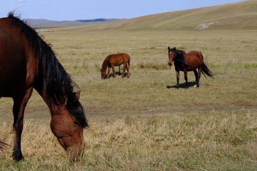 A beautiful view of horses grazing in a dry field during sunrise