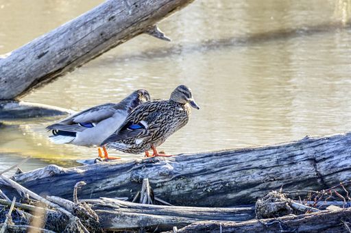A selective focus shot of mallard ducks standing on a wooden log