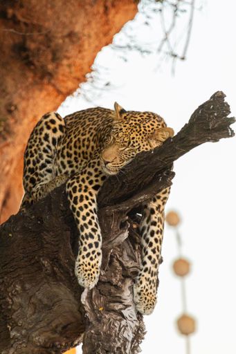 A beautiful shot of a wild spotted leopard sleeping on a tree branch in the wild