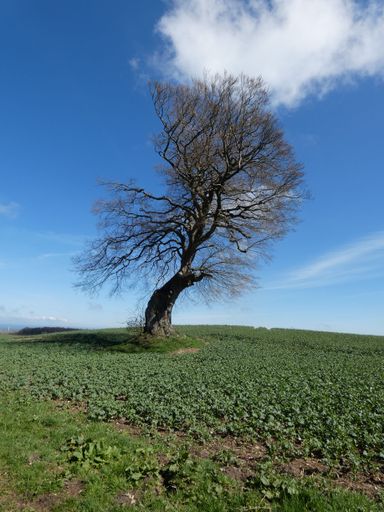 A beautiful shot of a leafless in a field under the clouds