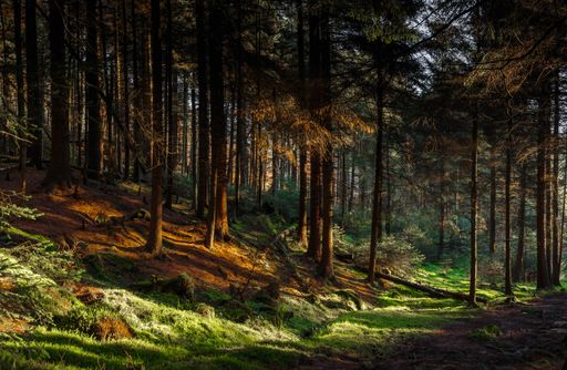 A beautiful shot of colors of light in a dense  forest, Sheffield, UK