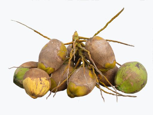 A bunch of coconuts isolated on white background